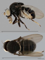 Trimerogastra sp. "ZRCBDP0021419"
