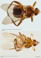 Hippoboscidae sp. "ZRCBDP0298052"•&copy; Leshon Lee•All Rights Reserved