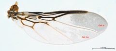 Ornithoica submicans•&copy; Leshon Lee•All Rights Reserved