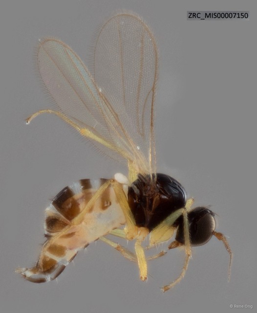 Hybotidae sp. "ZRC_MIS00007150"•&copy; Rene Ong•All Rights Reserved