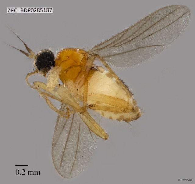Hybotidae sp. "ZRCBDP0021571"•&copy; Rene Ong•All Rights Reserved