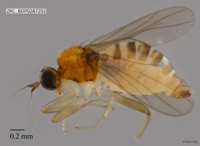 Hybotidae sp. "ZRCBDP0084056"•&copy; Rene Ong•All Rights Reserved