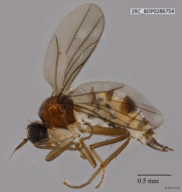 Hybotidae sp. "ZRCBDP0213243"•&copy; Rene Ong•All Rights Reserved