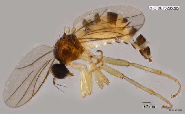 Hybotidae sp. "ZRCBDP0257133"•&copy; Rene Ong•All Rights Reserved