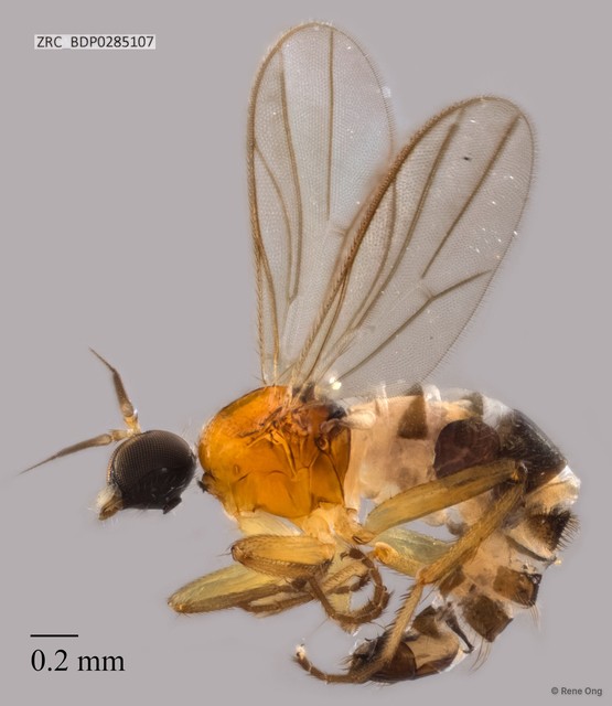 Hybotidae sp. "ZRCBDP0258307"•&copy; Rene Ong•All Rights Reserved