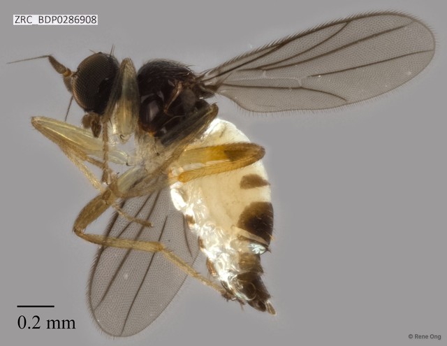 Hybotidae sp. "ZRCBDP0262683"•&copy; Rene Ong•All Rights Reserved