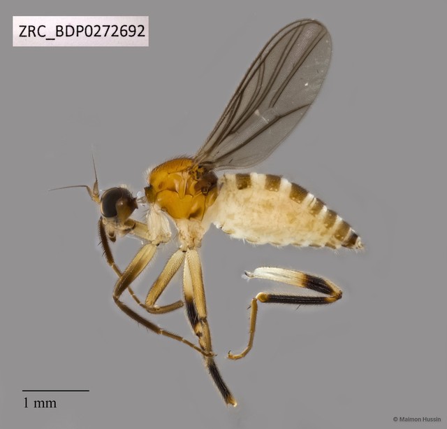 Hybotidae sp. "ZRCBDP0272692"•&copy; Maimon Hussin•All Rights Reserved
