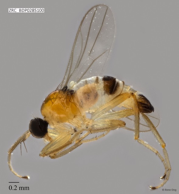 Hybotidae sp. "ZRCBDP0285100"•&copy; Rene Ong•All Rights Reserved