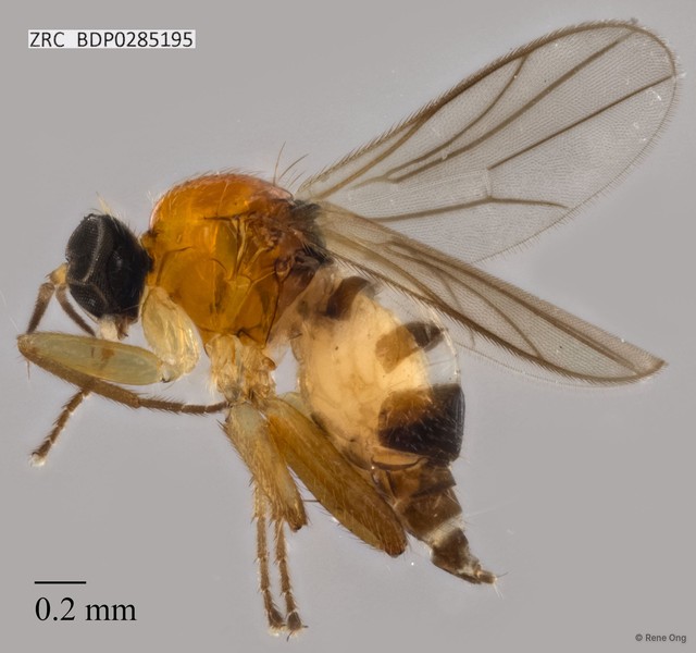 Hybotidae sp. "ZRCBDP0285195"•&copy; Rene Ong•All Rights Reserved