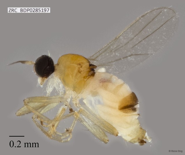 Hybotidae sp. "ZRCBDP0285197"•&copy; Rene Ong•All Rights Reserved