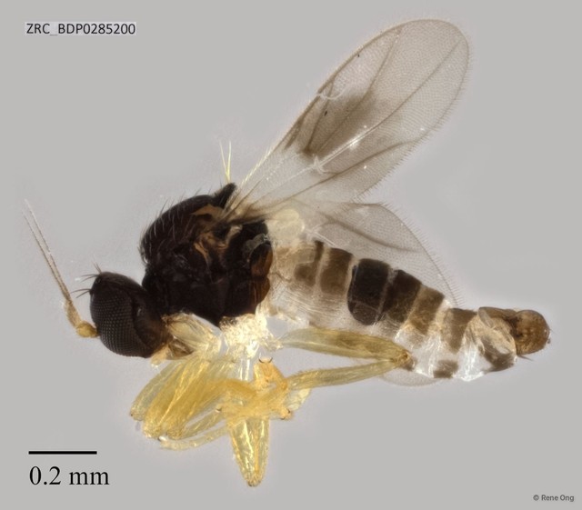 Hybotidae sp. "ZRCBDP0285200"•&copy; Rene Ong•All Rights Reserved