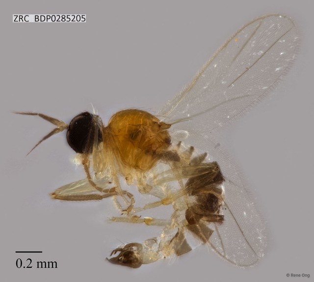 Hybotidae sp. "ZRCBDP0285205"•&copy; Rene Ong•All Rights Reserved