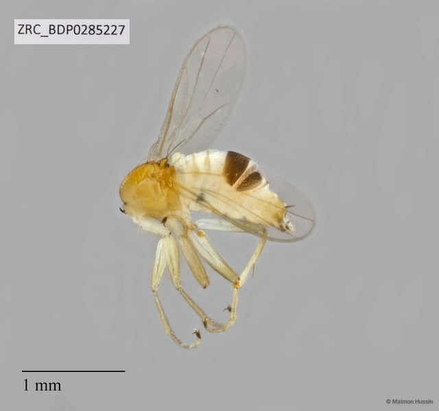 Hybotidae sp. "ZRCBDP0285227"•&copy; Maimon Hussin•All Rights Reserved