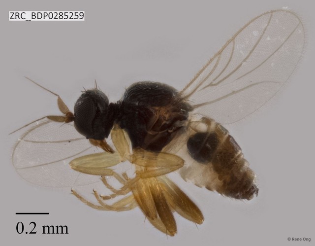 Hybotidae sp. "ZRCBDP0285259"•&copy; Rene Ong•All Rights Reserved