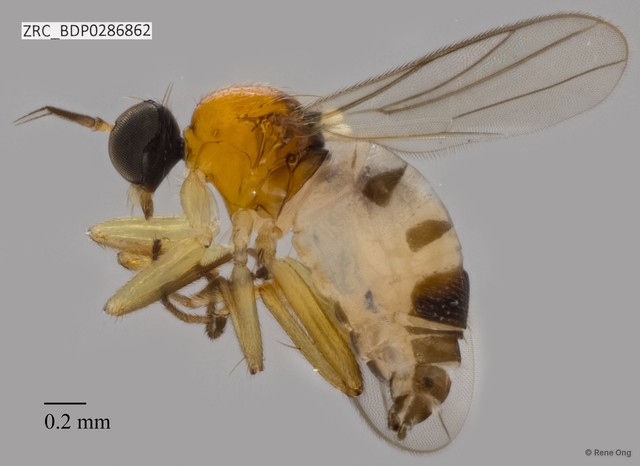 Hybotidae sp. "ZRCBDP0286862"•&copy; Rene Ong•All Rights Reserved
