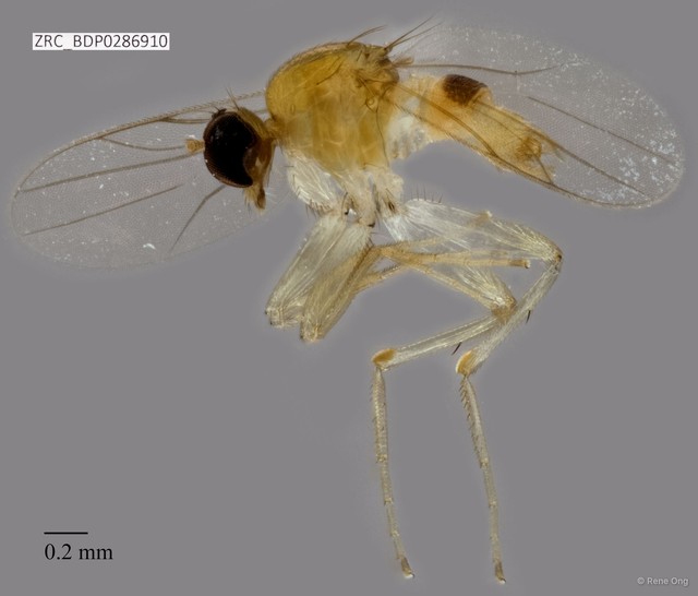 Hybotidae sp. "ZRCBDP0286910"•&copy; Rene Ong•All Rights Reserved