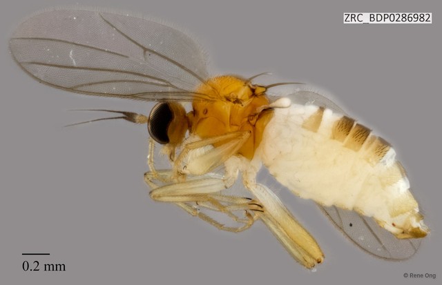 Hybotidae sp. "ZRCBDP0286982"•&copy; Rene Ong•All Rights Reserved