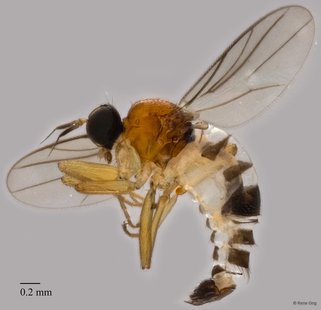 Hybotidae sp. "ZRCBDP0287015"•&copy; Rene Ong•All Rights Reserved