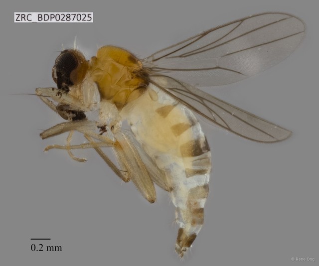 Hybotidae sp. "ZRCBDP0287025"•&copy; Rene Ong•All Rights Reserved