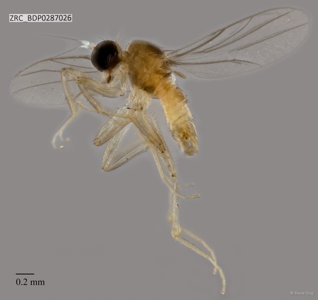 Hybotidae sp. "ZRCBDP0287026"•&copy; Rene Ong•All Rights Reserved