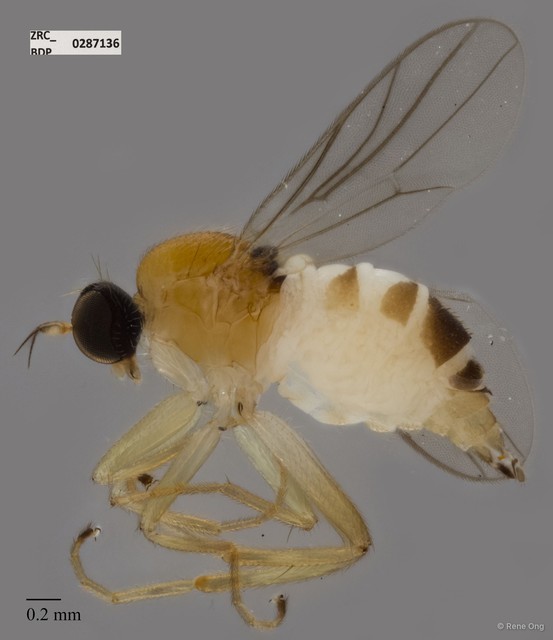 Hybotidae sp. "ZRCBDP0287136"•&copy; Rene Ong•All Rights Reserved