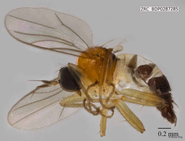 Hybotidae sp. "ZRCBDP0287285"•&copy; Rene Ong•All Rights Reserved
