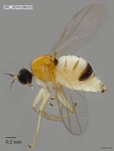 Hybotidae sp. "ZRCBDP0298300"•&copy; Rene Ong•All Rights Reserved