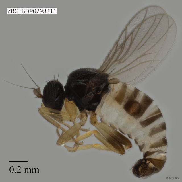 Hybotidae sp. "ZRCBDP0298311"•&copy; Rene Ong•All Rights Reserved