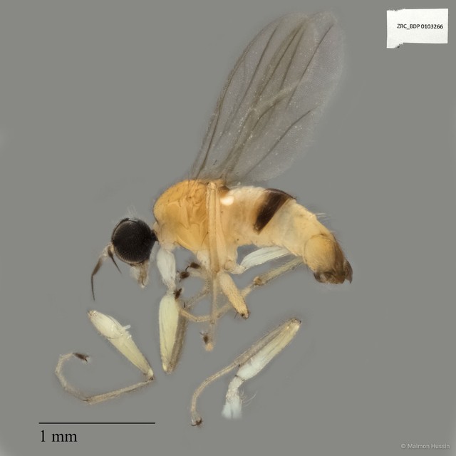 Elaphropeza sp. "ZRCBDP0103221"•&copy; Maimon Hussin•All Rights Reserved