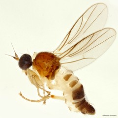 Elaphropeza monospina•&copy; Patrick Grootaert•All Rights Reserved