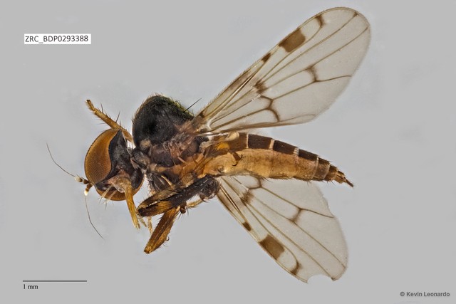 Hybos sp. "ZRCBDP0293388"•&copy; Kevin Leonardo•All Rights Reserved