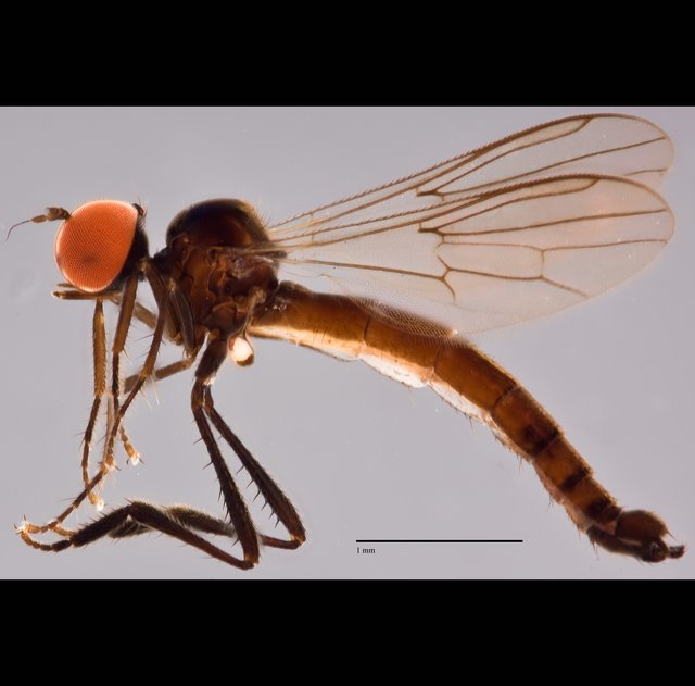 Syndyas elongata•&copy; Jayanthi Puniamoorthy•All Rights Reserved