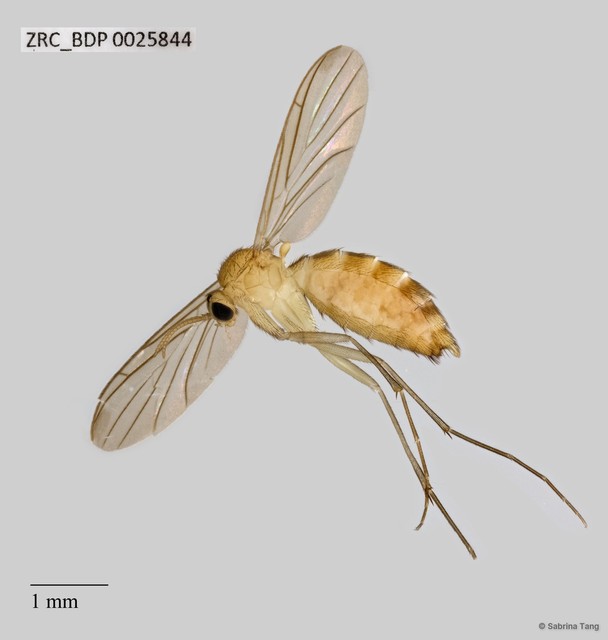 Keroplatidae sp. "525"•&copy; Sabrina Tang•All Rights Reserved