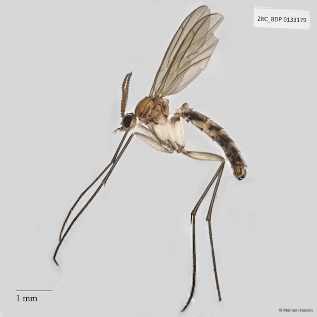 Keroplatidae sp. "ZRCBDP0040851"•&copy; Maimon Hussin•All Rights Reserved