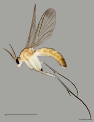 Keroplatinae sp. "ZRCBDP0040962"•&copy; Maimon Hussin•All Rights Reserved