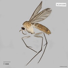 Keroplatinae sp. "ZRCBDP0040962"•&copy; Maimon Hussin•All Rights Reserved
