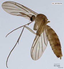 Keroplatinae sp. "ZRCBDP0040984"•&copy; Rene Ong•All Rights Reserved
