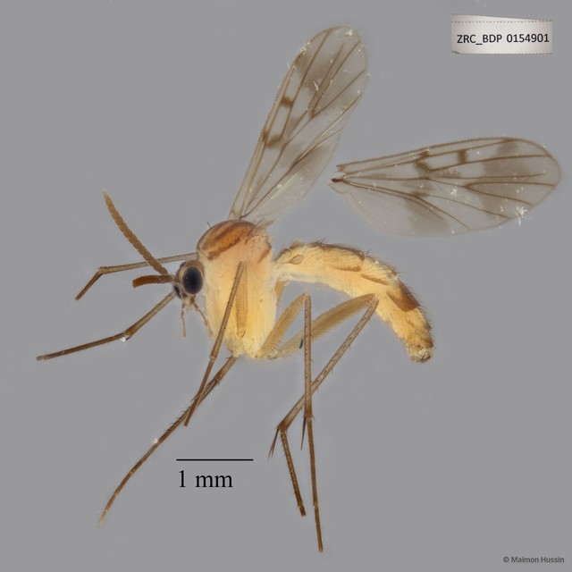 Keroplatidae sp. "ZRCBDP0047794"•&copy; Maimon Hussin•All Rights Reserved