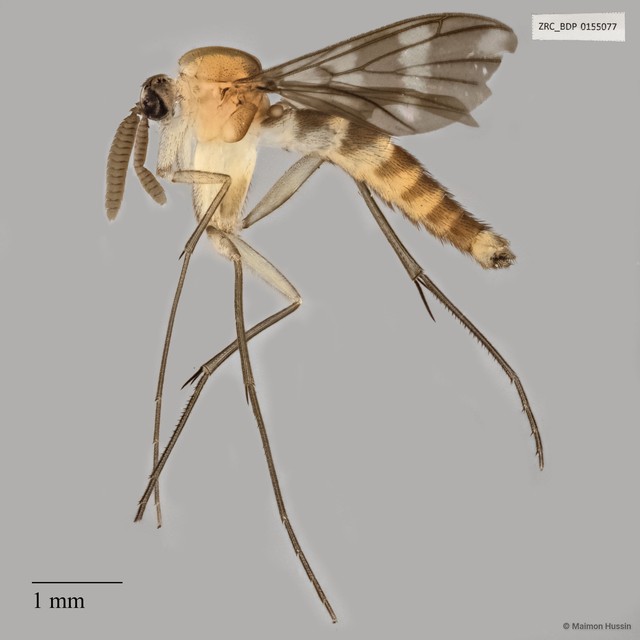 Keroplatidae sp. "ZRCBDP0047814"•&copy; Maimon Hussin•All Rights Reserved