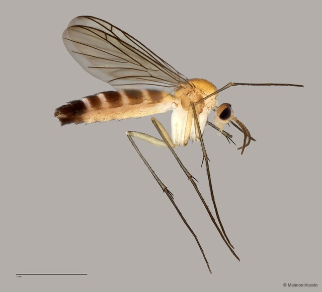 Keroplatinae sp. "ZRCBDP0047828"•&copy; Maimon Hussin•All Rights Reserved
