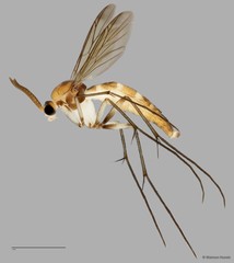 Keroplatinae sp. "ZRCBDP0047938"•&copy; Maimon Hussin•All Rights Reserved