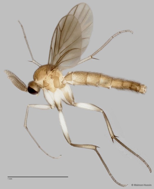 Keroplatinae sp. "ZRCBDP0047942"•&copy; Maimon Hussin•All Rights Reserved