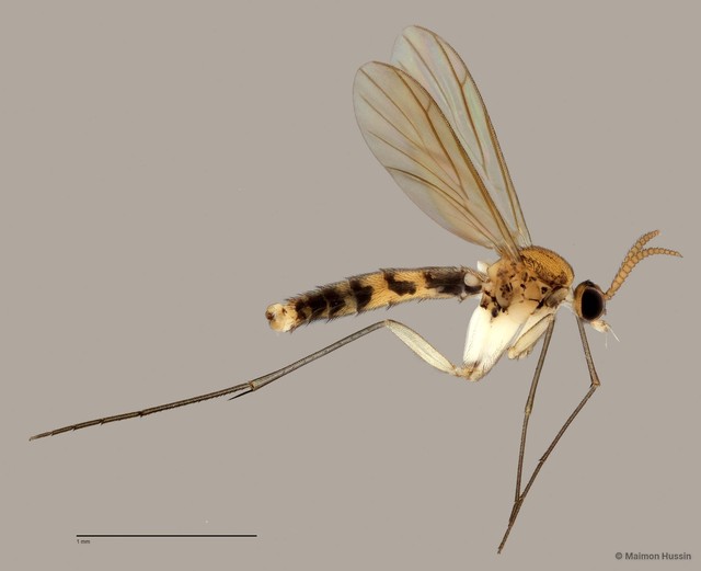 Keroplatinae sp. "ZRCBDP0048135"•&copy; Maimon Hussin•All Rights Reserved