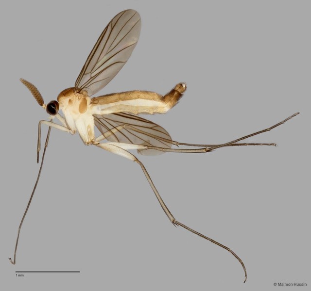 Keroplatinae sp. "ZRCBDP0048298"•&copy; Maimon Hussin•All Rights Reserved