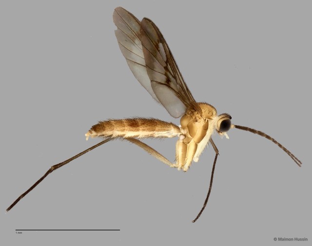 Keroplatinae sp. "ZRCBDP0048629"•&copy; Maimon Hussin•All Rights Reserved