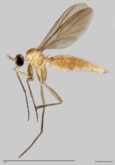 Keroplatinae sp. "ZRCBDP0048631"•&copy; Maimon Hussin•All Rights Reserved