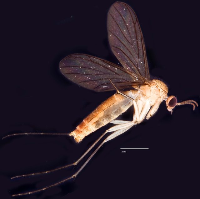 Keroplatidae sp. "ZRCBDP0048632"•&copy; Ang Yuchen•All Rights Reserved
