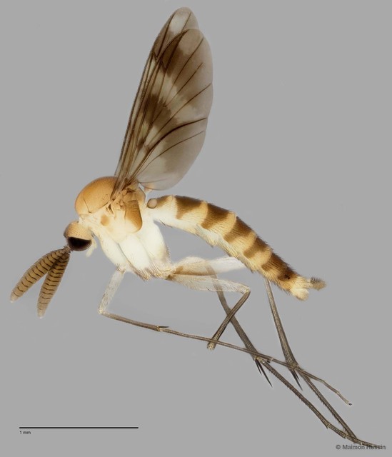 Keroplatinae sp. "ZRCBDP0048638"•&copy; Maimon Hussin•All Rights Reserved