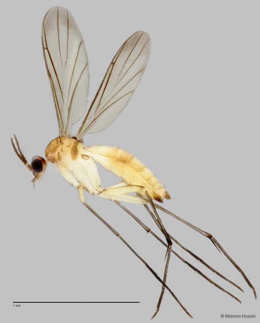 Keroplatinae sp. "ZRCBDP0048641"•&copy; Maimon Hussin•All Rights Reserved