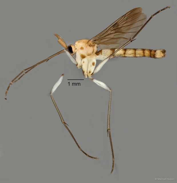 Keroplatidae sp. "ZRCBDP0072678"•&copy; Maimon Hussin•All Rights Reserved